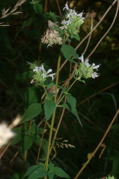 Origanum vulgare